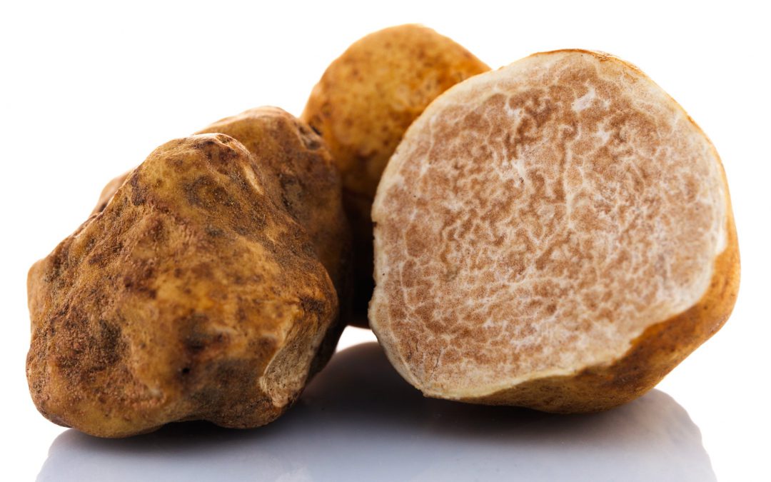 Witte wintertruffel Tuber Magnatum Pico Delipuur Delicatessen Verse truffels