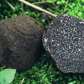 Zwarte Wintertruffel Tuber Melanosporum Vitt. Delipuur Delicatessen Verse Truffels